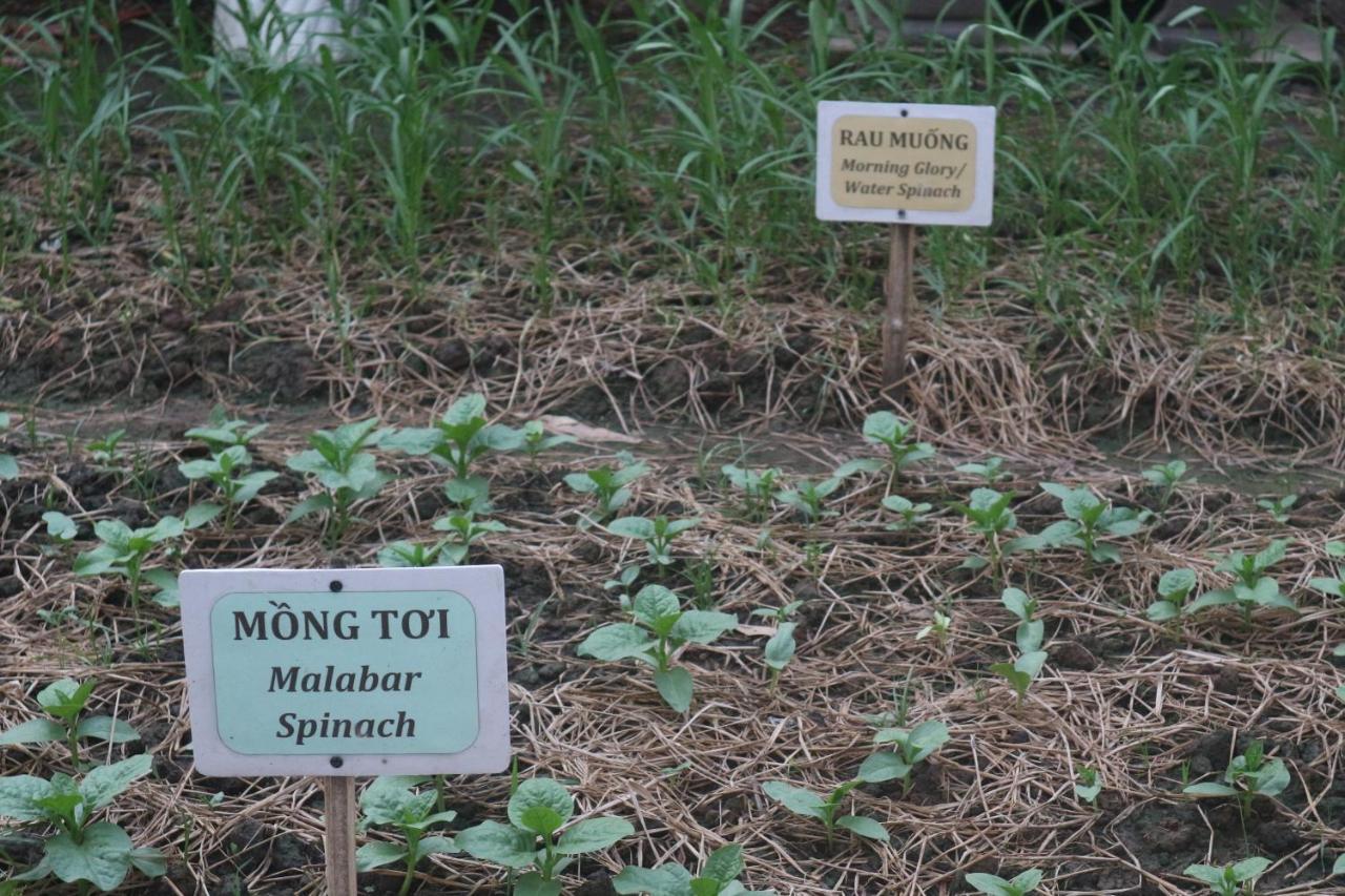 Sadec Farmstay - Khu Du LịCh Hoa KiẻNg Sa DéC Ap Khanh Nghia Exteriér fotografie